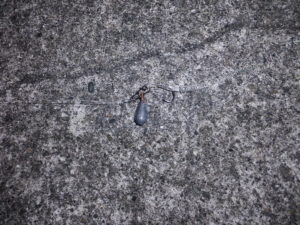 徹湾ライトゲームワームAZW-I