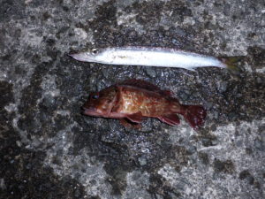 2022.07.20加太港の釣果