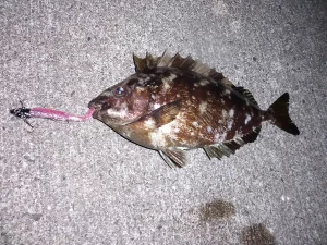 釣れたアイゴ