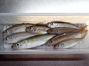 下荘漁港での釣果