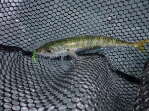 下荘漁港で釣れたサバ