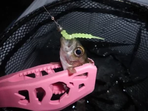 ミニミニメバル