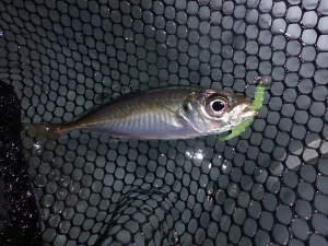 1投目で釣れたアジ